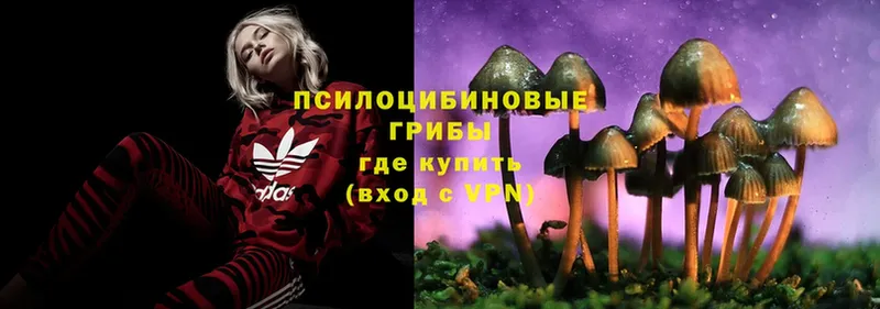 как найти закладки  Володарск  Галлюциногенные грибы MAGIC MUSHROOMS 